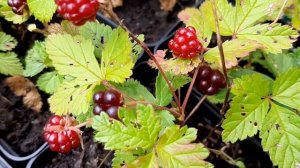 КНЯЖЕНИКА ЯГОДА БЕАТА. ШВЕДСКИЙ СОРТ СОЗРЕЛ В ПОДМОСКОВЬЕ ПИТОМНИКЕ САЖЕНЦЕВ КНЯЖЕНИКИ, МОРОШКИ