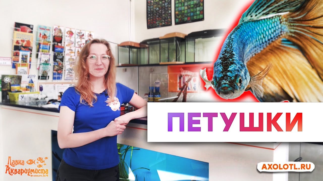 Рыбки Петушки. Все об одной из самых популярных рыбок в домашнем аквариуме.
