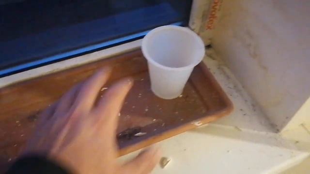 Как я укореняю виноград. Размножение винограда черенками