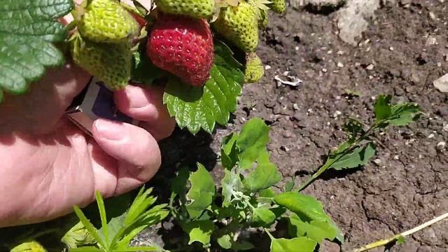 Клубника Сирия обзор и дегустация смотреть онлайн