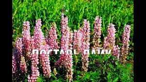 2 Урок (Общее знакомство с цветковыми растениями)