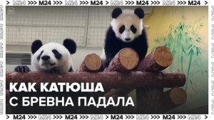 Панда Катюша упала с бревна в Московском зоопарке - Москва 24