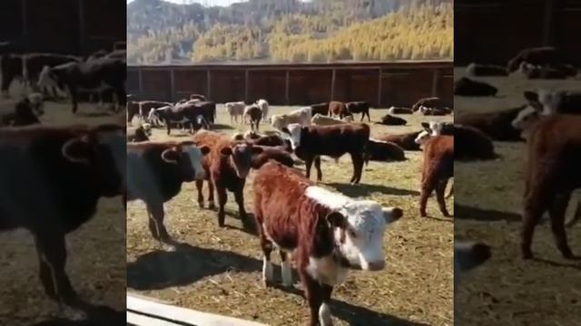 Бычки 210 голов на экспорт продажа из России смотреть онлайн