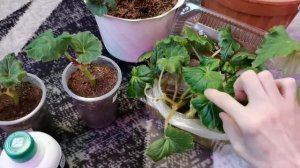 Черенкование клубневой бегонии. Первые результаты и повторное укоренение.