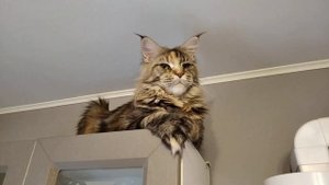 Мейн кун полидакт Кураби, кошка с грозным взглядом и не обычным окрасом ?