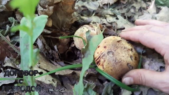 "ДУБОВИК КРАПЧАТЫЙ".Neoboletus erythropus.ТЁЩА по ГРИБЫ.Сезон 2019