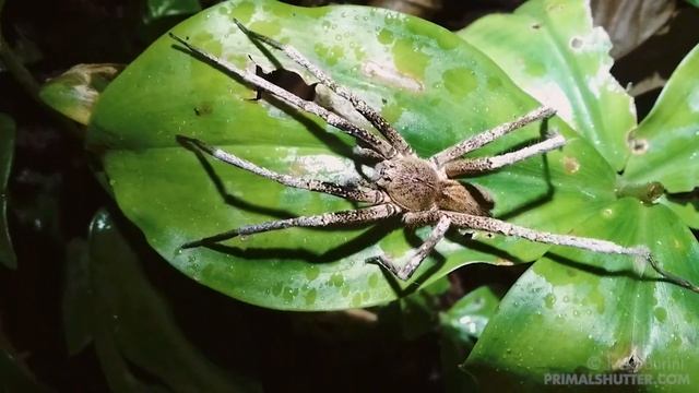 Brazilian wandering spider (Ctenidae, Ctenus sp.) смотреть онлайн