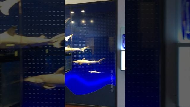 #МузейОкеанографии #Музей_Океанографии #aquarius #aquries #aquarium #морскойаквариум  #аквариум #мы