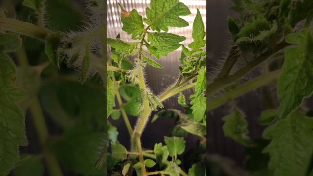 Томаты Гномик и Клюква в сахаре у меня на ферме☝️ смотреть онлайн