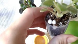 Рассаживаем деток мини миниатюрной фиалки) Важные моменты нюансы тонкости сроки