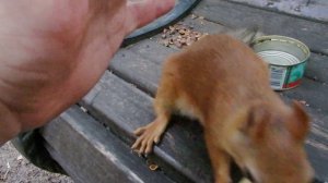 Белки. Очередная подборка