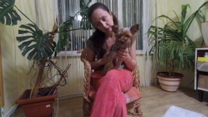 Йорк чешется. Аллергия у йорка и другие причины. Почему йоркширский терьер чешется? Часть 1