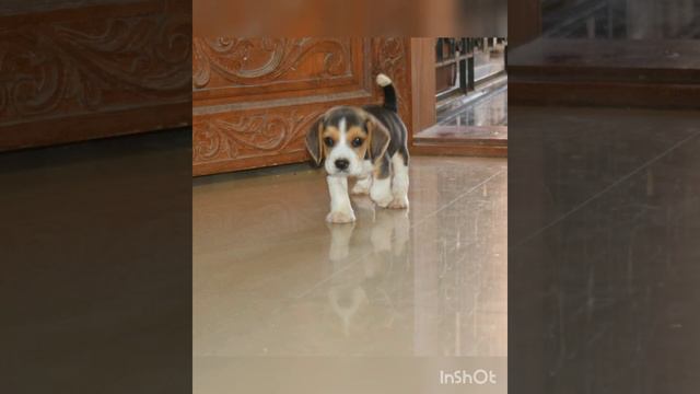 Barfi Beagle Cute Photos puppy