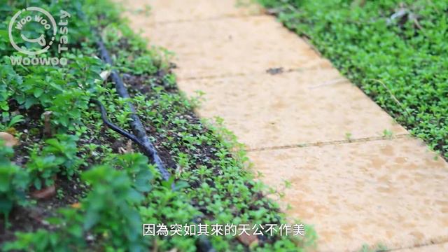 🔥那種烤到邊緣酥脆，連骨頭都恨不得要一起吃的感覺😍你懂嗎！ ？日式鹽燒三文魚頭🔥簡單美味的燒烤BBQ菜式！ смотреть онлайн