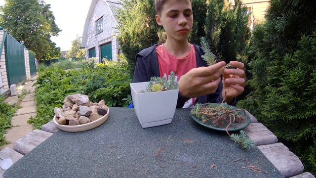 Посадка Суккулентов - очиток и молодило (создание композиции из суккулентов смотреть онлайн