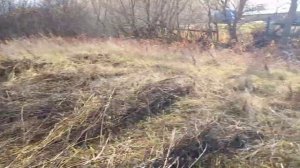 Убираю огород от старой травы.