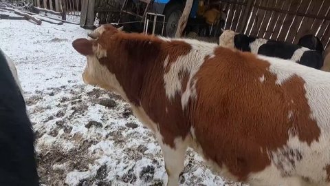 Бычок Симментал 386 кг в 10 месяцев