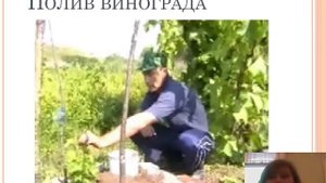 Выращивание винограда в Средней полосе