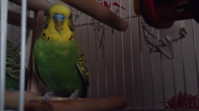 Пытаемся сказать первые слова!