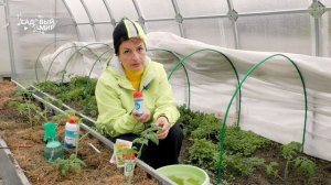 Чем опрыскивать растения от стрессов