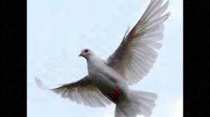 Про голубей