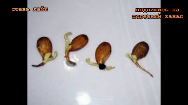 ★ Как вырастить дерево яблони из маленькой семечки. Даже не верится.