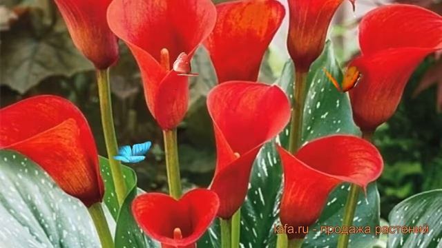 Калла обыкновенная Маджестик Ред (majestic red) ? обзор: как сажать, луковицы каллы Маджестик Ред