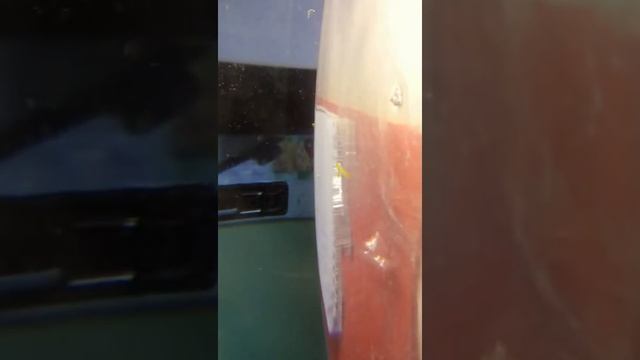 Улитки дома