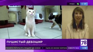 «Полезное утро» о воспитании кота