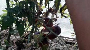 ТОМАТ ((( КРАСНЫЙ УГОЛЬ)))