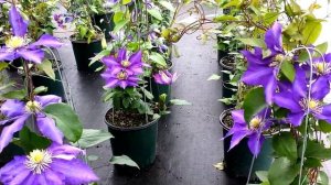 Best Flowering Vines - Clematis Daniel Deronda