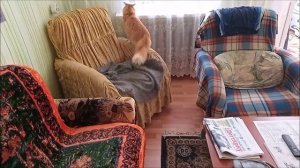Рыжий кот Барсик развлекается со своим любимым мешочком и не только