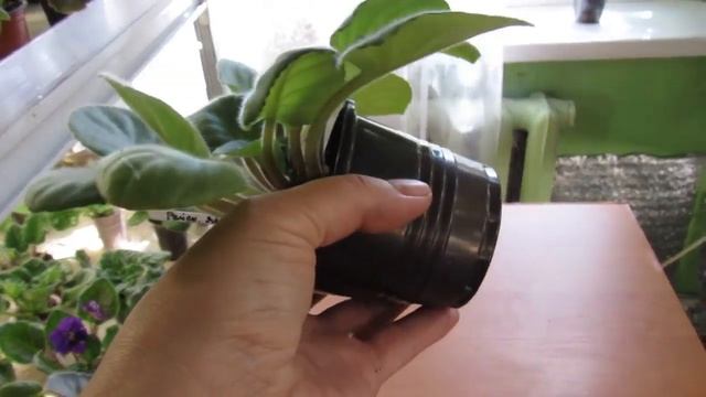 КРИВАЯ ФИАЛКА. ИСПРАВЛЕНИЕ МЕХАНИЧЕСКОЙ ДЕФОРМАЦИИ РОЗЕТКИ смотреть онлайн