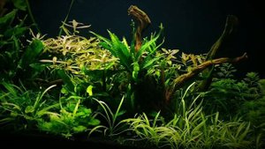 Простой аквариум с растениями.