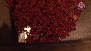 Веялка ягоды ролик