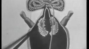 1 Пчеловодство учебный кинокурс 1967 г..mp4