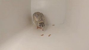 Мучной червь в кормлении с/х птицы / Перепела  белок для птиц / Кормление перепелов / Мои перепела