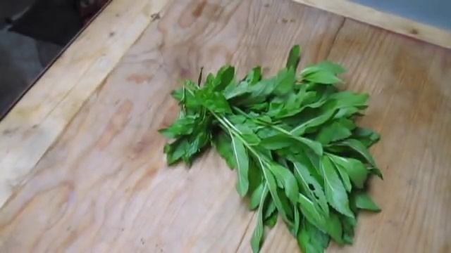 MINT MENTHA PIPERITA смотреть онлайн