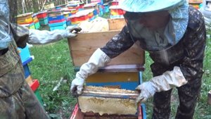 ЧТО ДЕЛАТЬ, ЕСЛИ ПЧЕЛОСЕМЬИ ВСЕ ЗАЛИЛИСЬ МЁДОМ, А МАГАЗИНОВ И КОРПУСОВ БОЛЬШЕ НЕТ