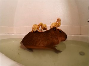 Капибара с утятами принимает ванну