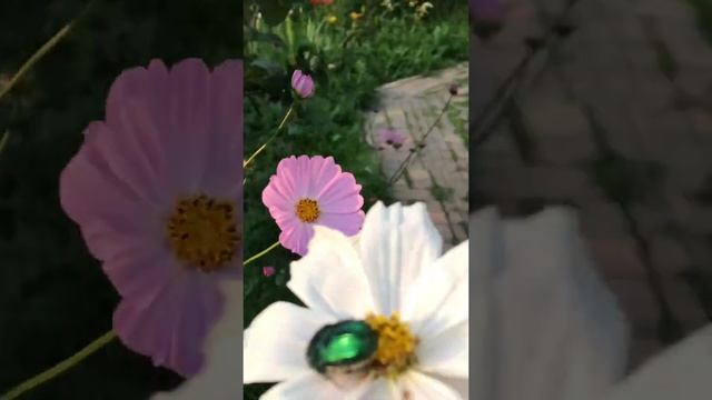 Жук Бронзовка золотистая лето 2019 смотреть онлайн