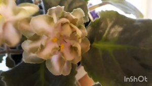 Фиалка с вкусным названием DN-Рахат Лукум) Первое цветение!