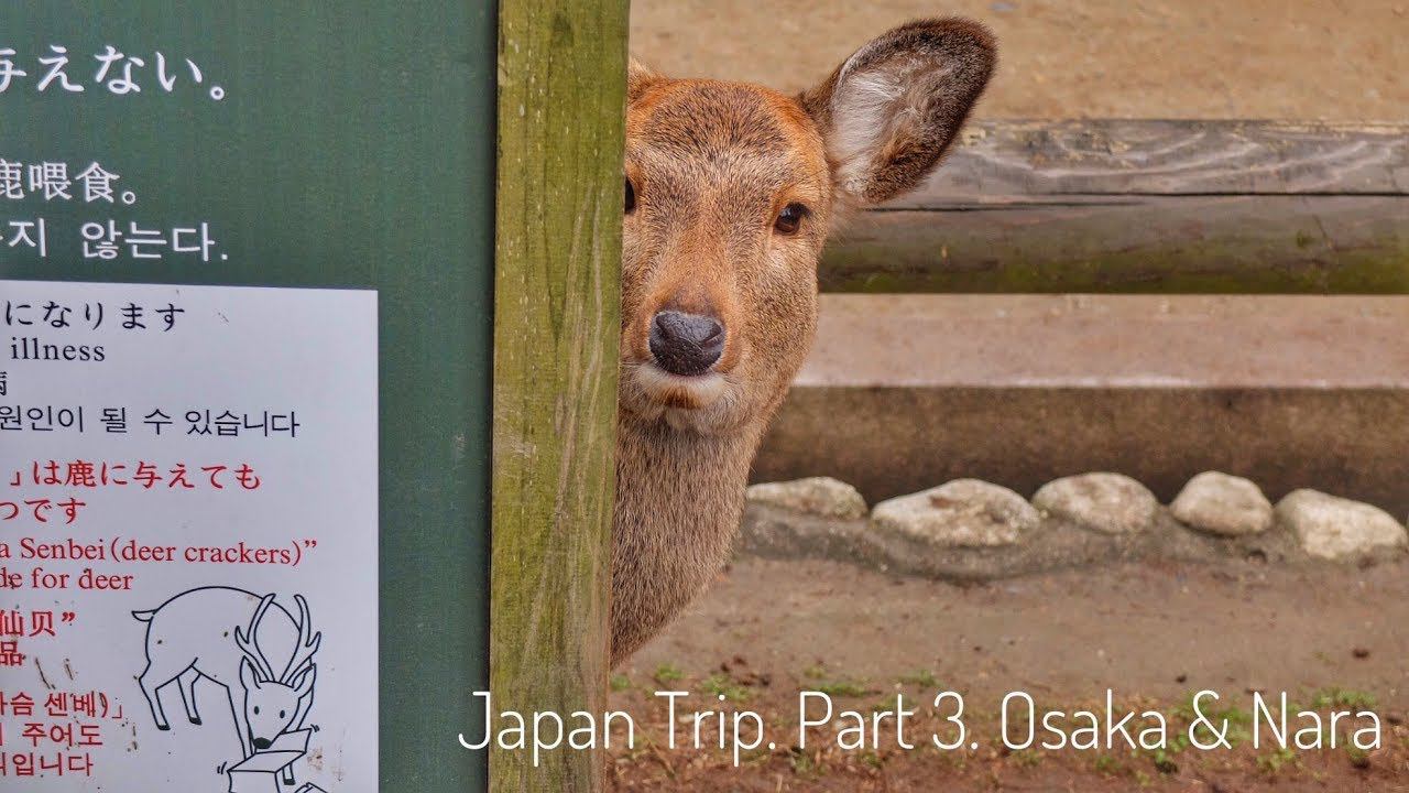 ОСАКА И НАРА. Золотое кольцо Японии самостоятельно. Часть 3. (Japan Trip 3. Osaka&Nara