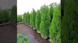 Туя западная смарагд экстра