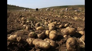 Т.Л. КОчевник. Наши песни.Картошка.