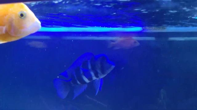 aquarium Africa malawi mix, red parrot plecostomus смотреть онлайн