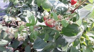 Мапема (ремонтант) -  малина (Голландский сорт)