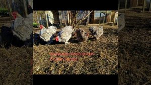Мои куры 2022-2023. Австралорп, Кохинхин, Плимутрок. Chickens Australorp Cochin Plymouth Rock
