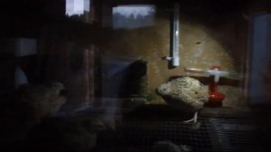ЗИМНИЙ ПЕРЕПЕЛЯТНИК СВОИМИ РУКАМИ,БЕЗ ОТОПЛЕНИЯ И ЭЛЕКТРИЧЕСТВА.