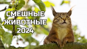 Смешные животные 2024 - попробуй не засмеяться! (№69) котики, котята